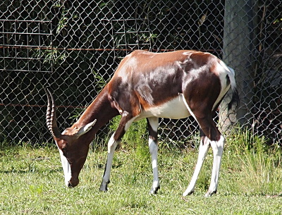 [One bontebok facing to the left stands on the grass with its head bent to the ground. Its legs from the knee to the ground are white. Its belly and a section of its face are white. The rest is dark brown. It has two antlers which are ringed most of their length. It has a short tail which is white near the base and black at the end. ]